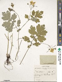 Chelidonium majus image