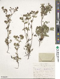 Potentilla norvegica image