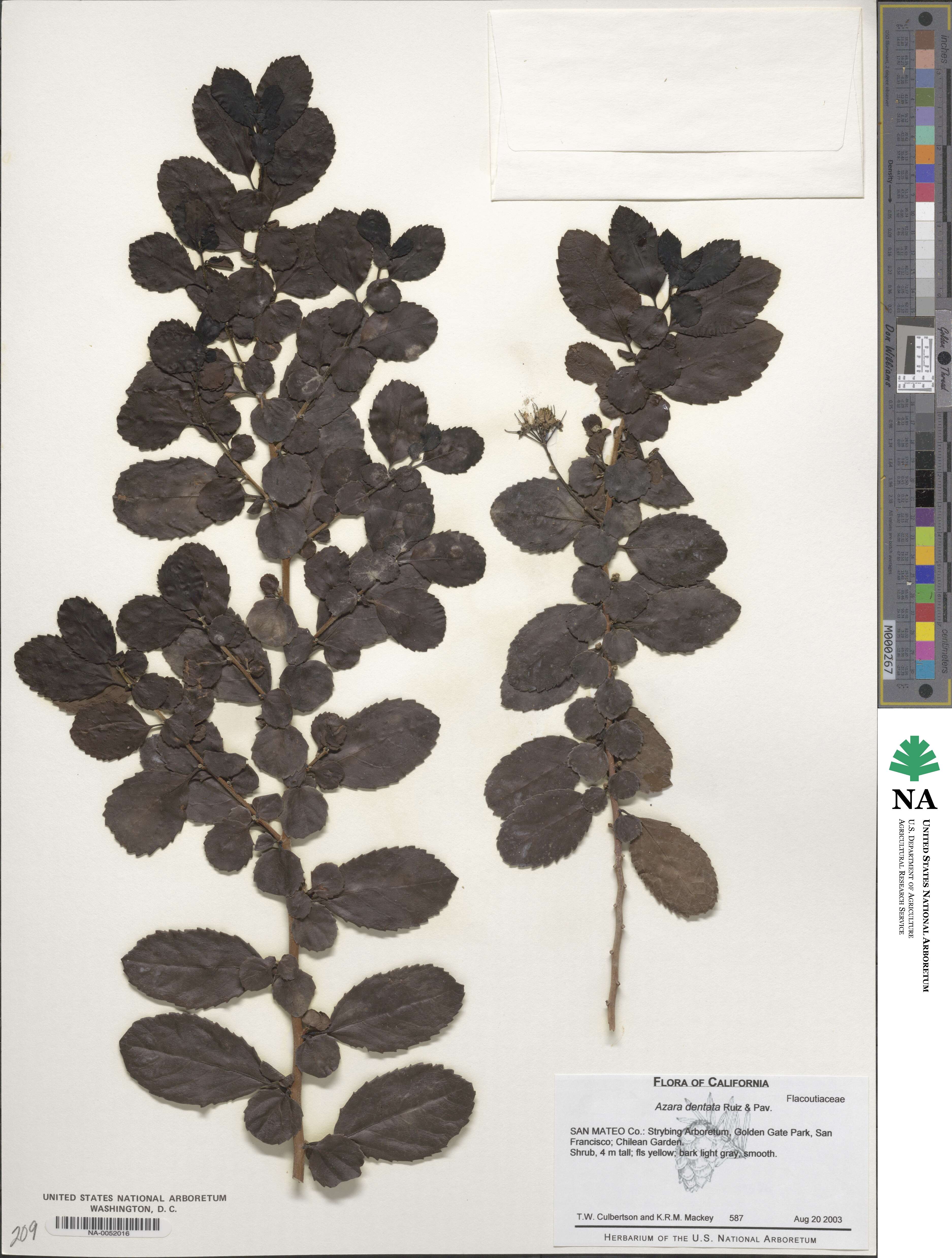 Azara dentata image