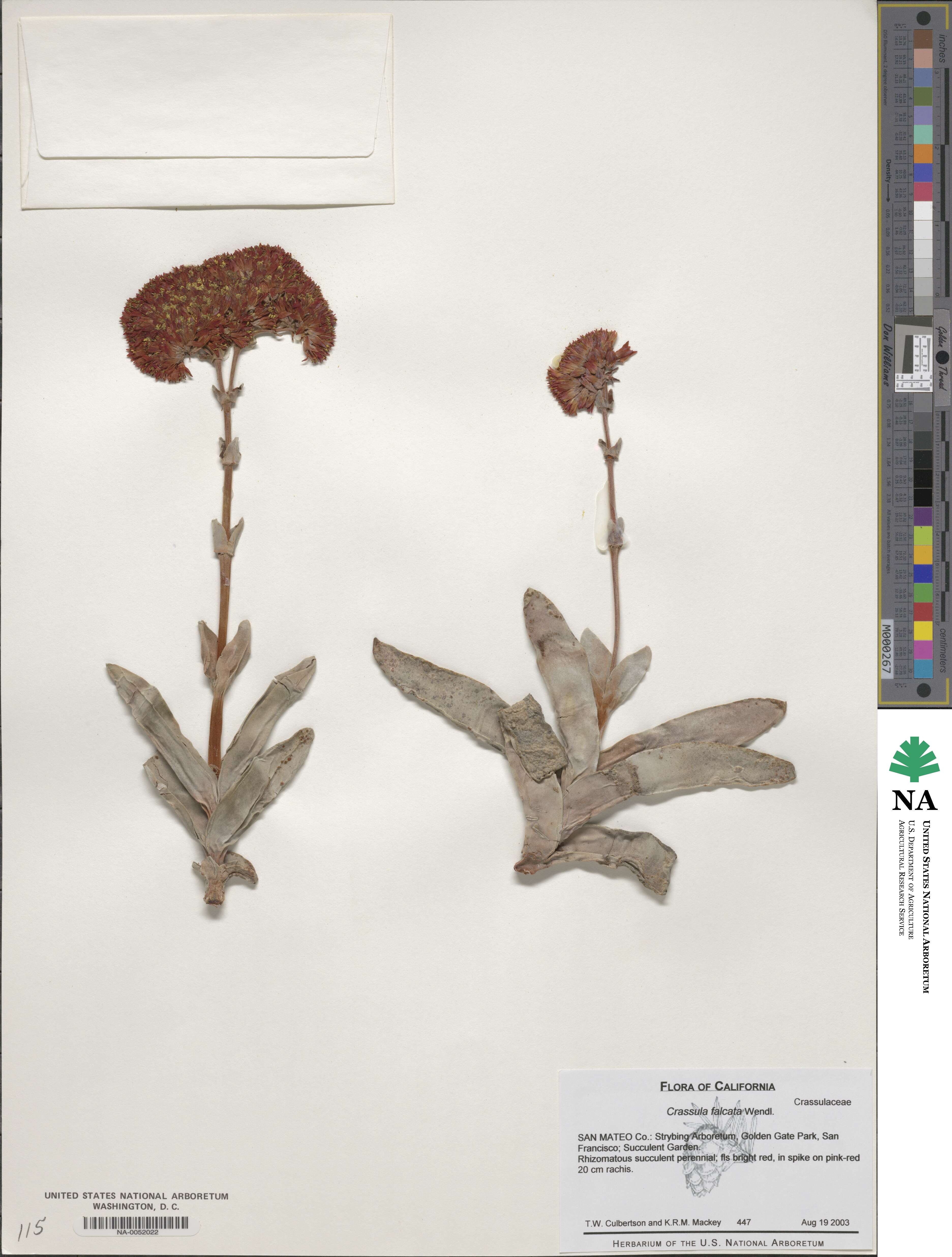 Crassula perfoliata image