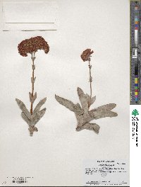 Crassula perfoliata var. falcata image