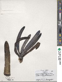 Image of Kumara plicatilis
