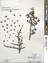 Portulacaria afra image
