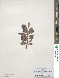 Kalanchoe fedtschenkoi image