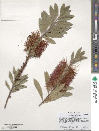 Callistemon citrinus image