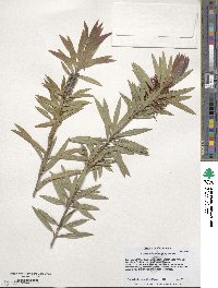 Image of Callistemon comboynensis