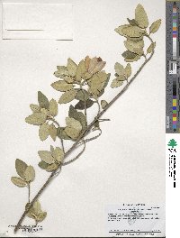 Lagunaria patersonii image