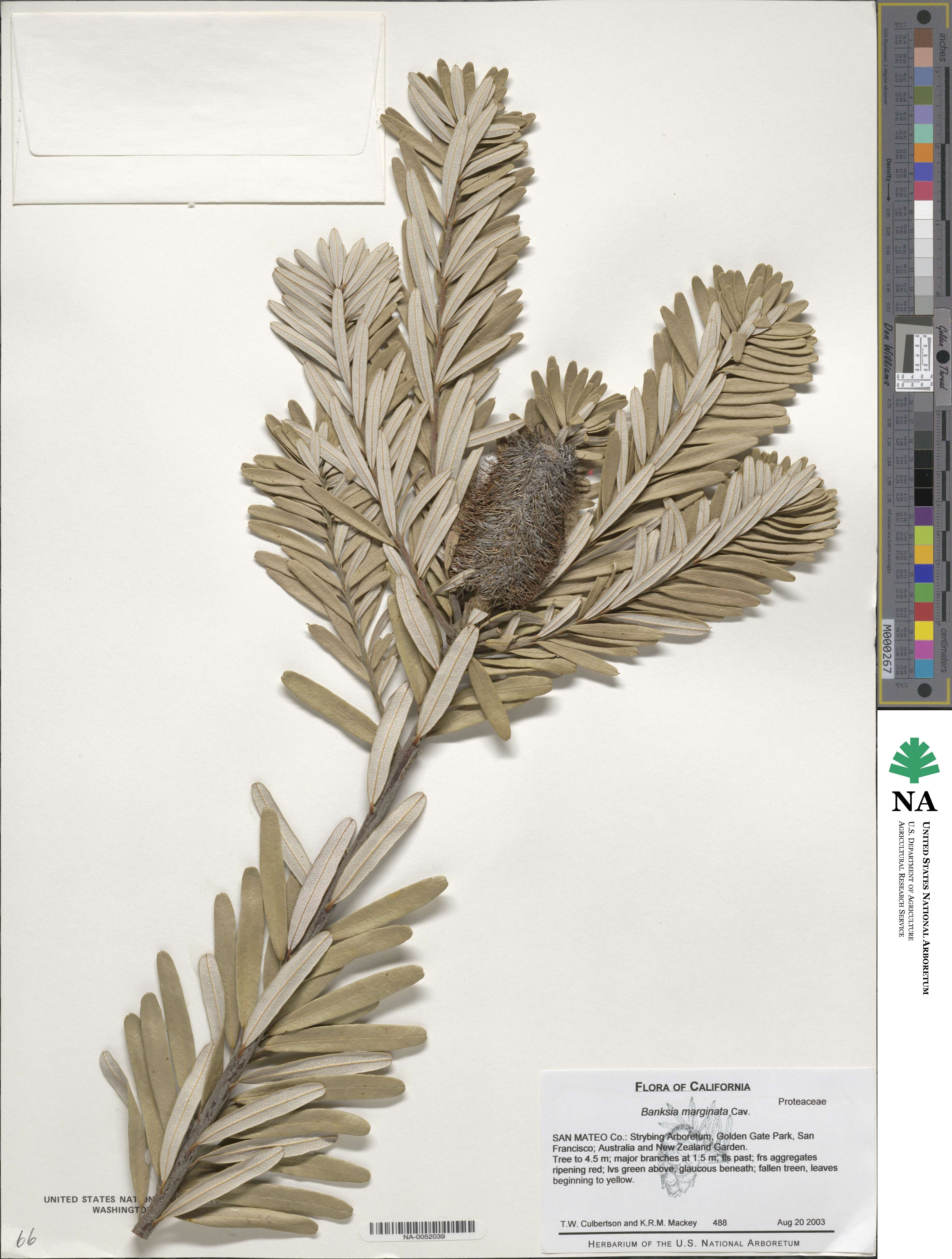 Banksia marginata image