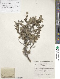 Lonicera microphylla image