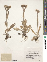 Tephroseris turczaninovii subsp. turczaninovii image