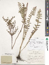 Filipendula vulgaris image