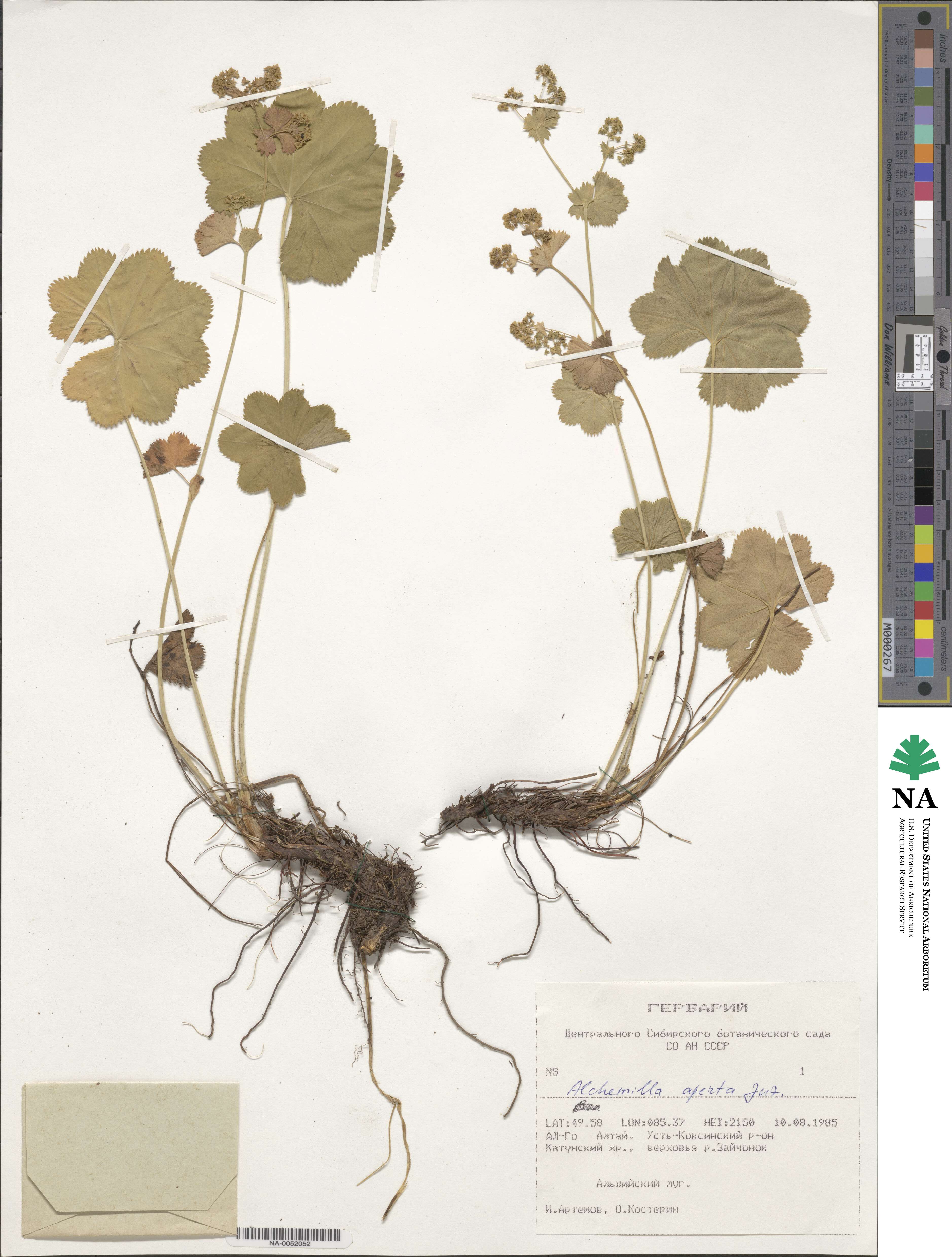 Alchemilla aperta image