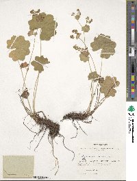 Image of Alchemilla aperta