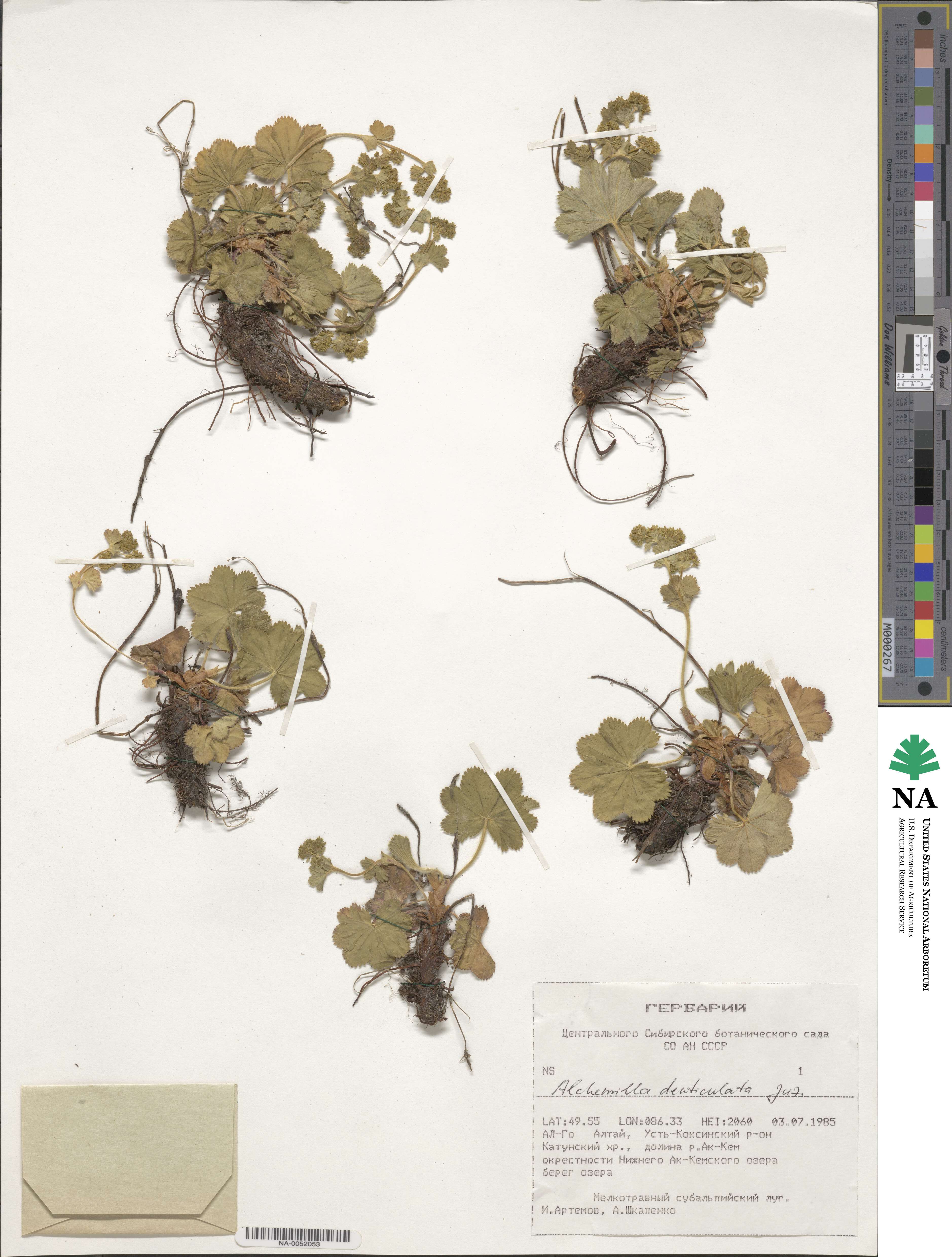 Alchemilla denticulata image