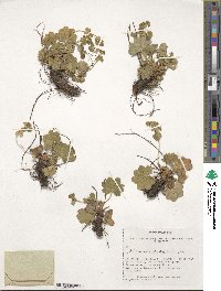 Image of Alchemilla denticulata