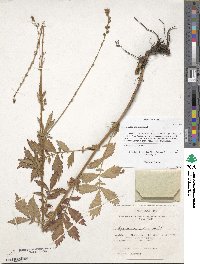 Agrimonia pilosa image