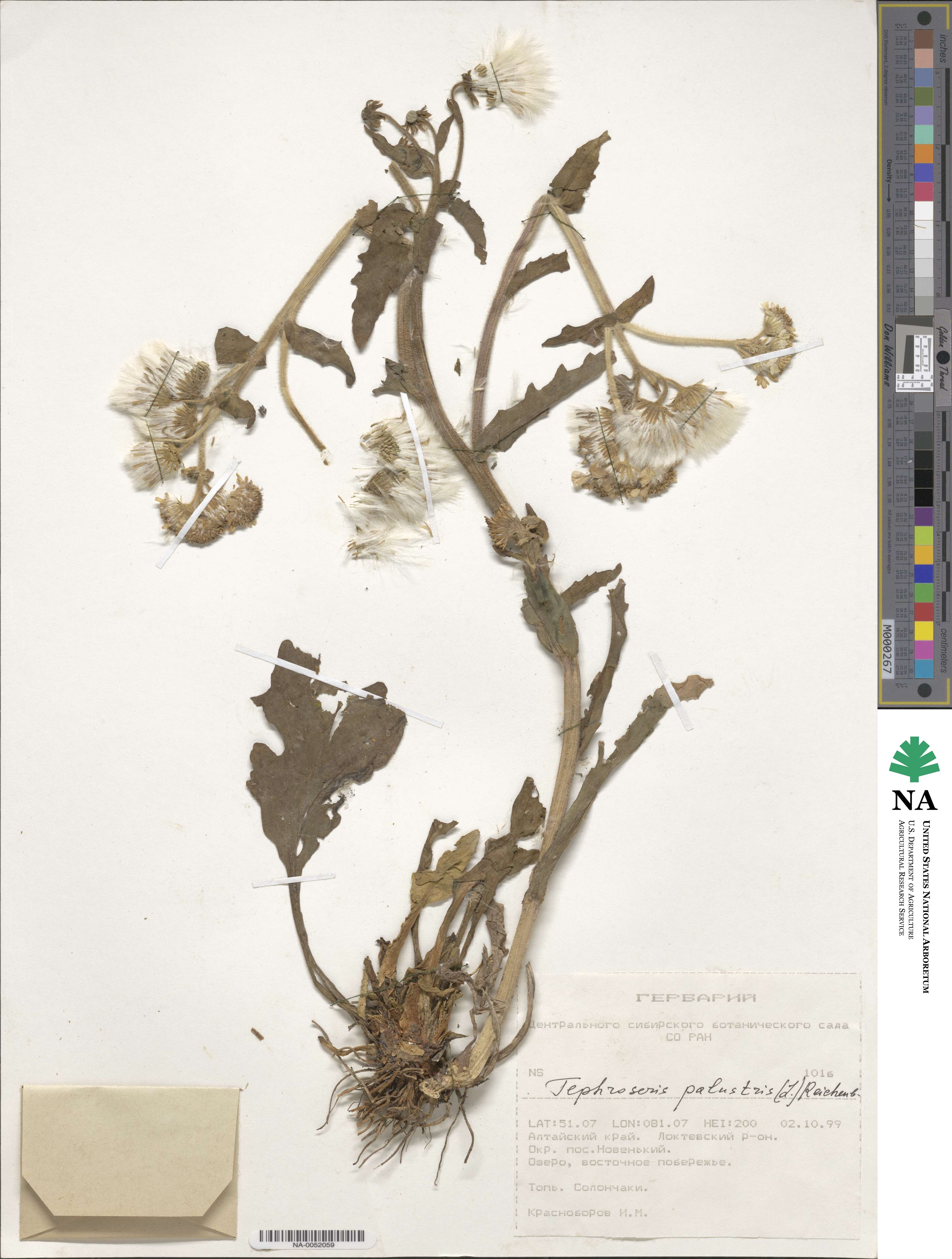 Tephroseris palustris image
