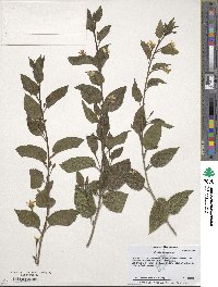 Goodenia ovata image