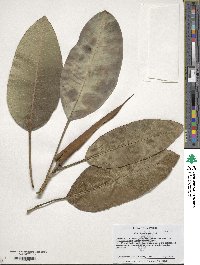 Ficus macrophylla image