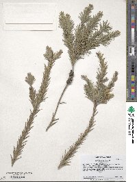 Image of Callistemon paludosus