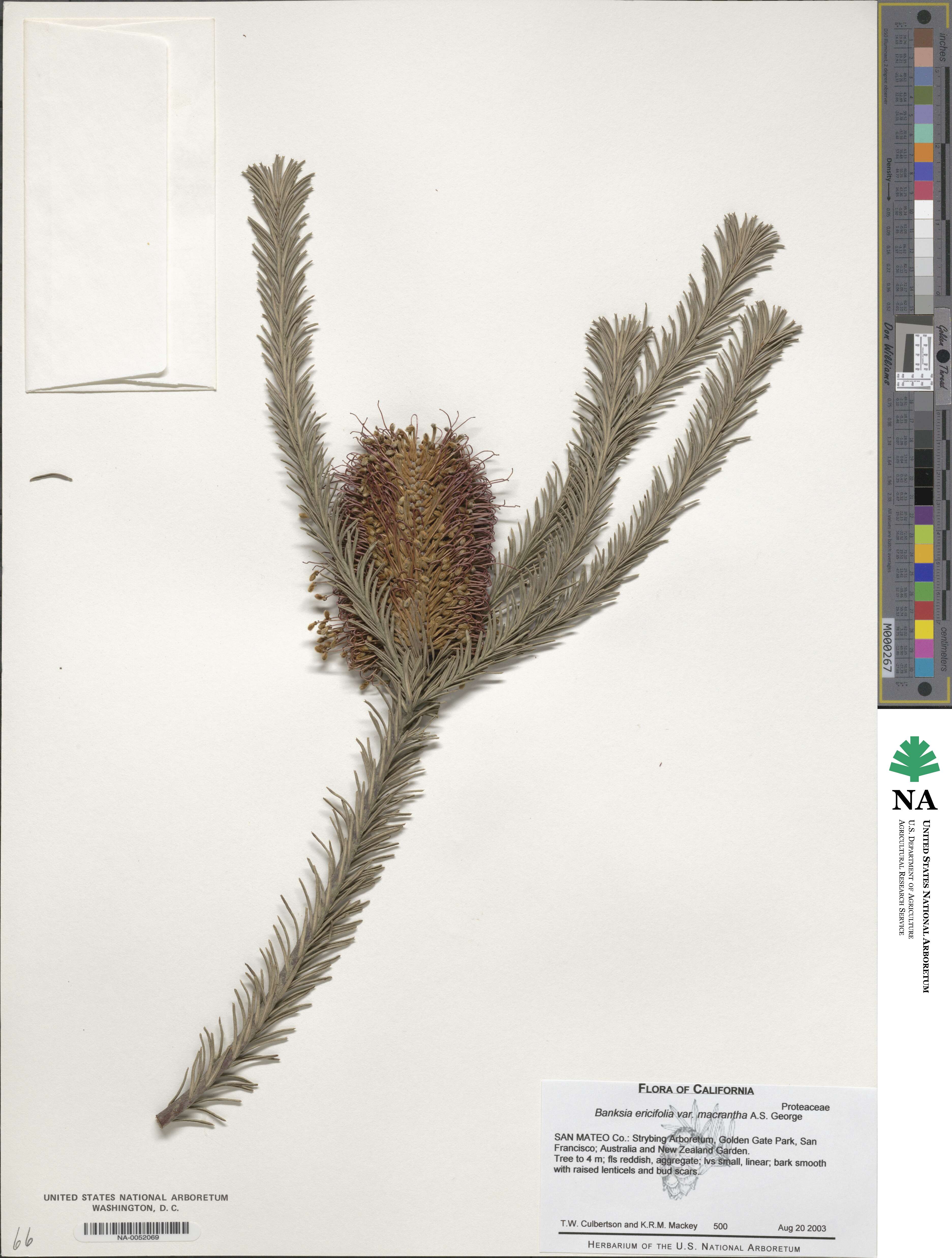 Banksia ericifolia image
