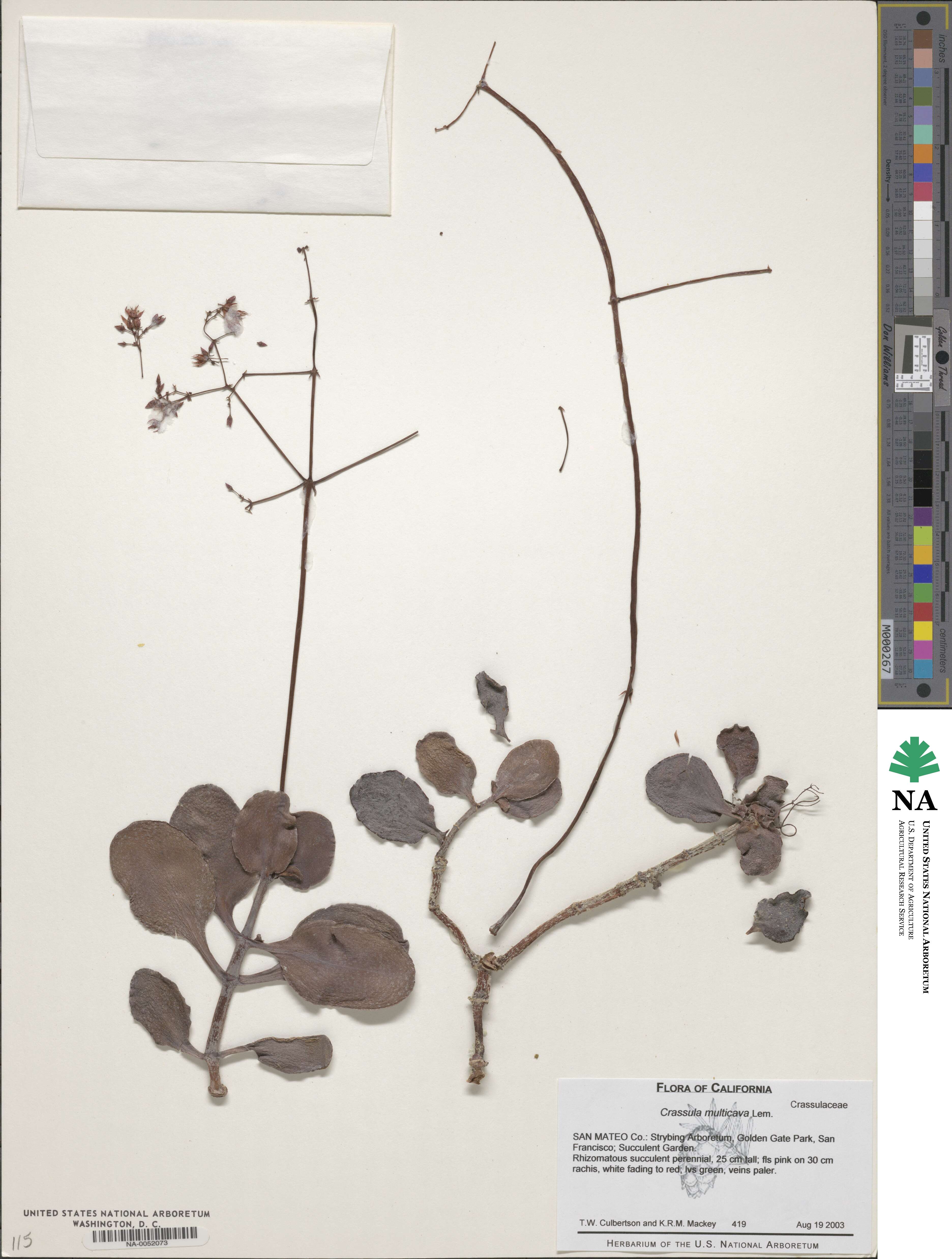 Crassula multicava image