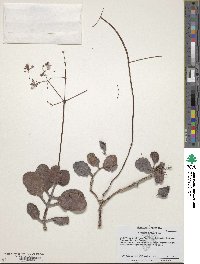 Image of Crassula multicava