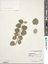 Cercidiphyllum japonicum image