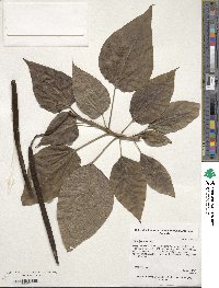 Catalpa speciosa image