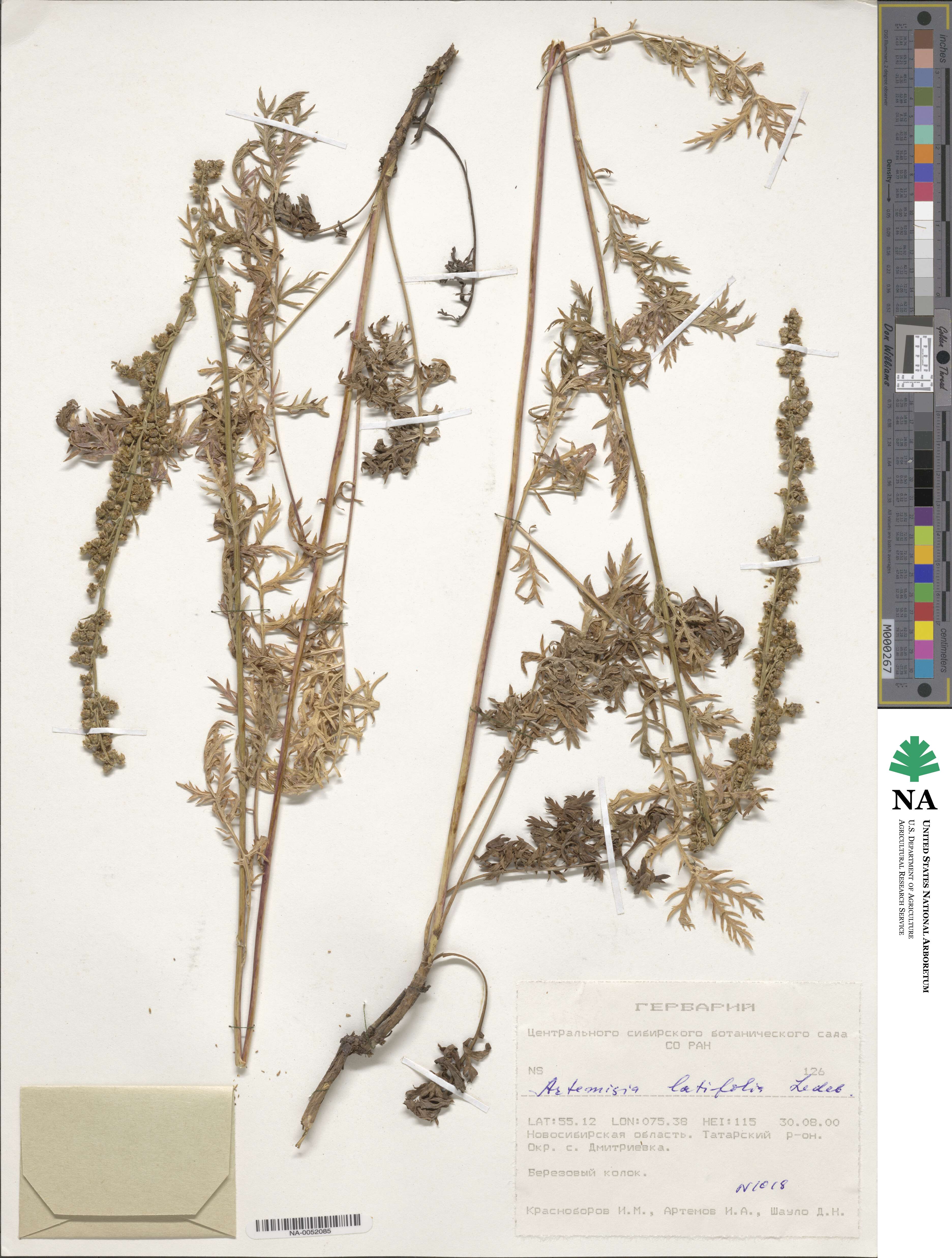 Artemisia latifolia image
