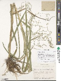 Image of Glyceria triflora