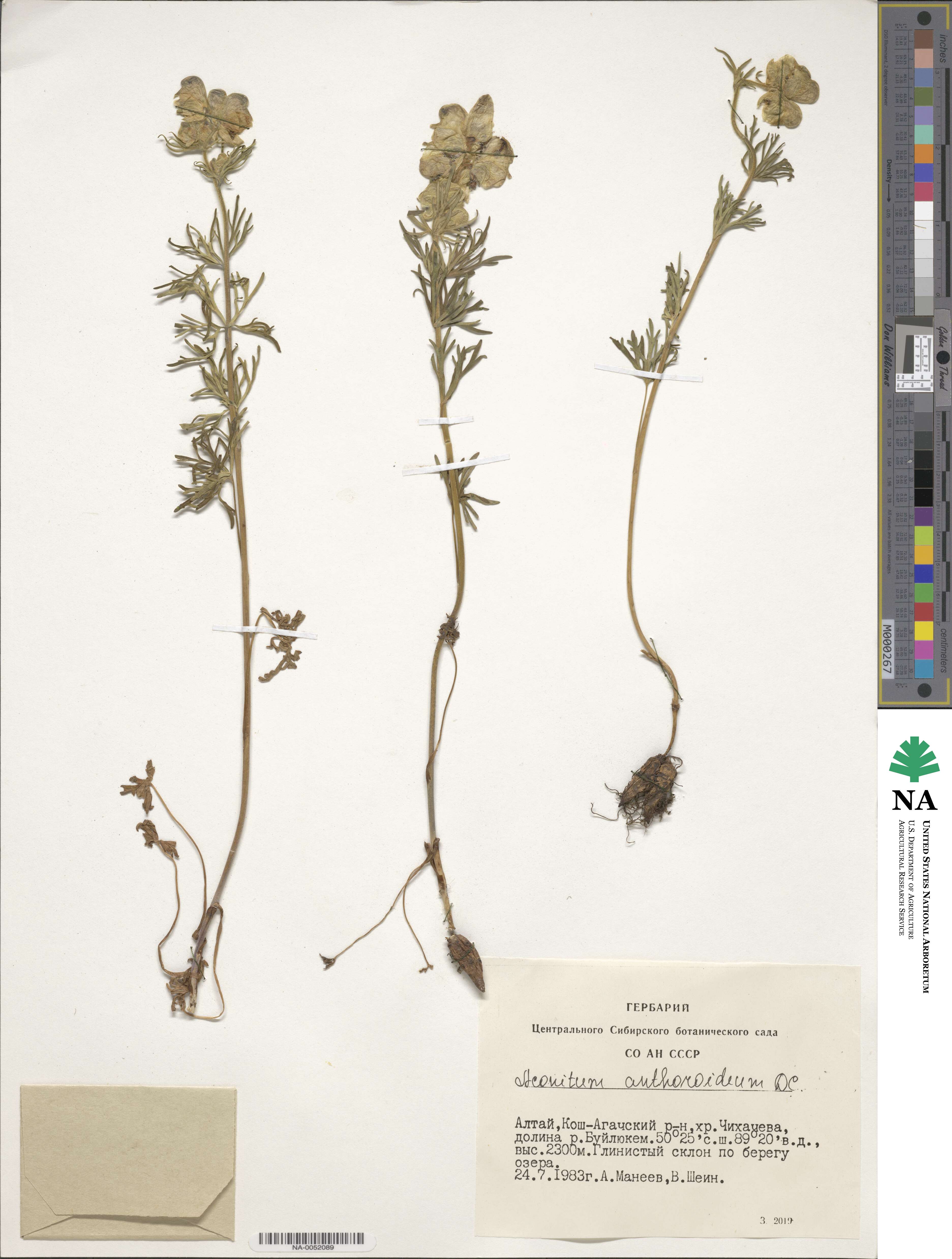 Aconitum anthoroideum image