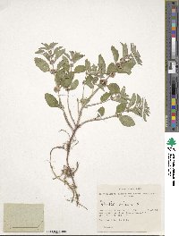 Mentha arvensis image