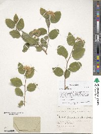 Spiraea flexuosa image