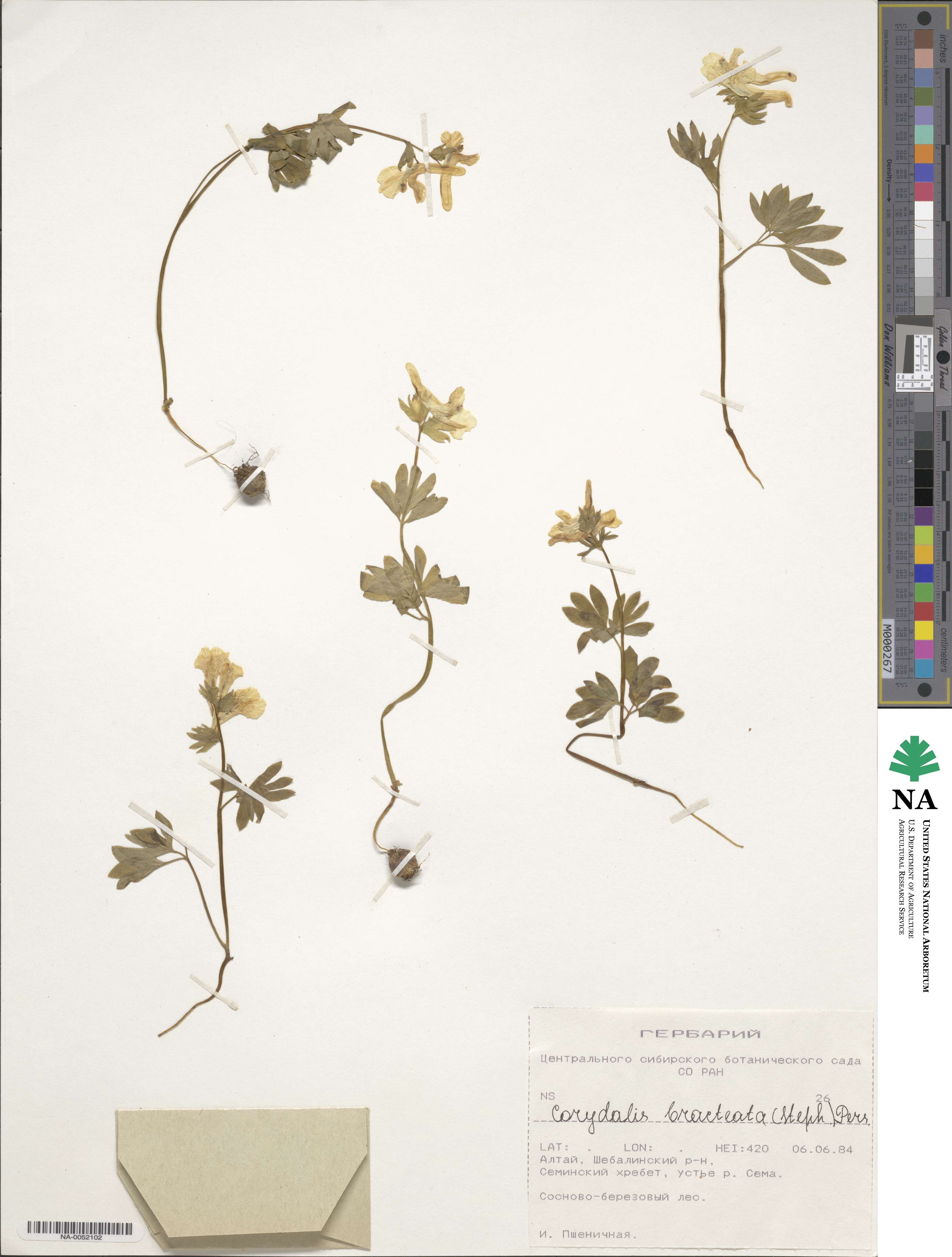 Corydalis bracteata image