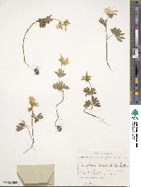 Image of Corydalis bracteata