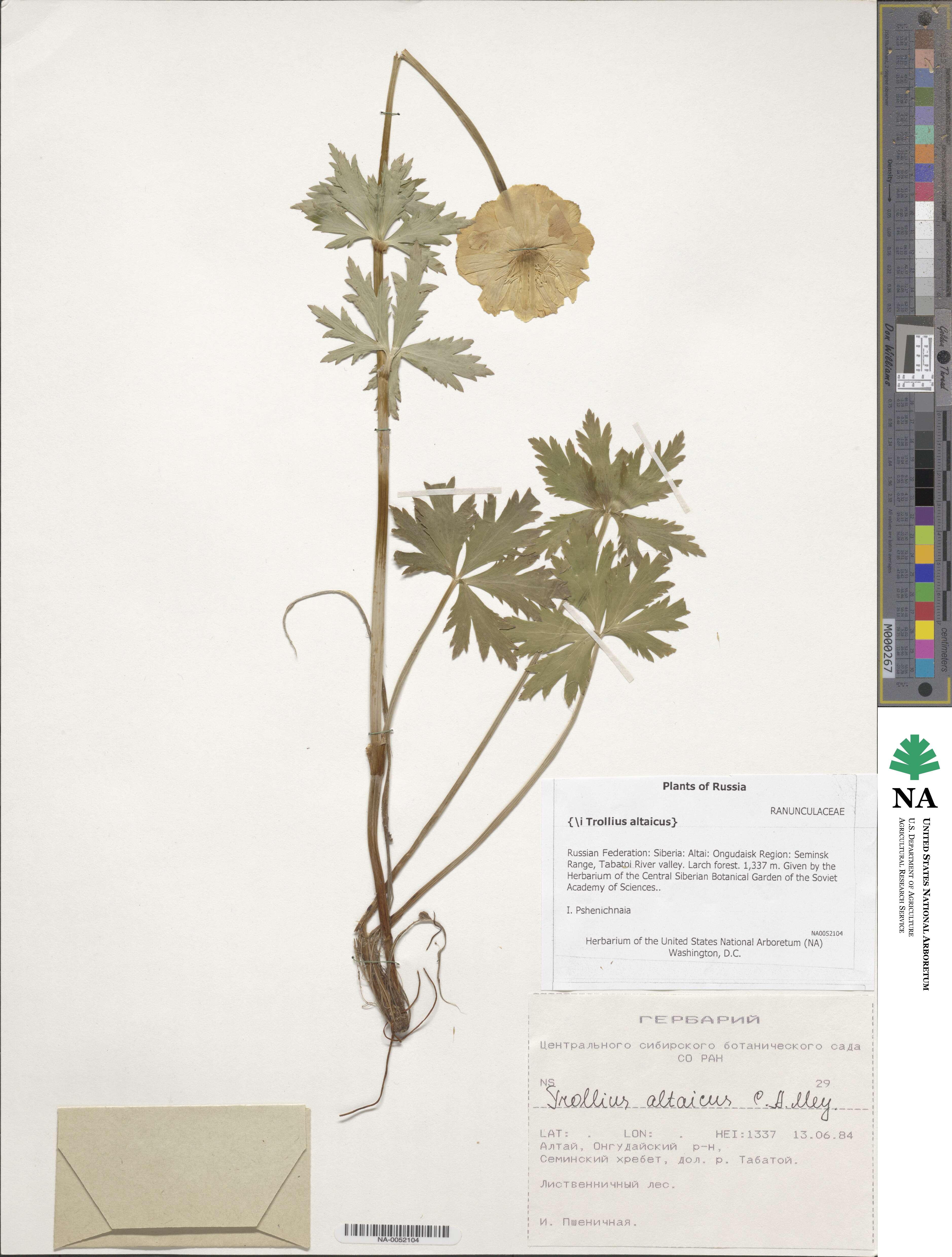 Trollius altaicus image