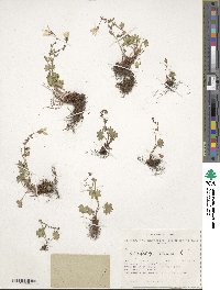 Image of Saxifraga cernua