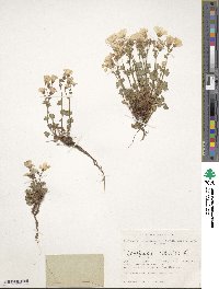 Saxifraga sibirica image