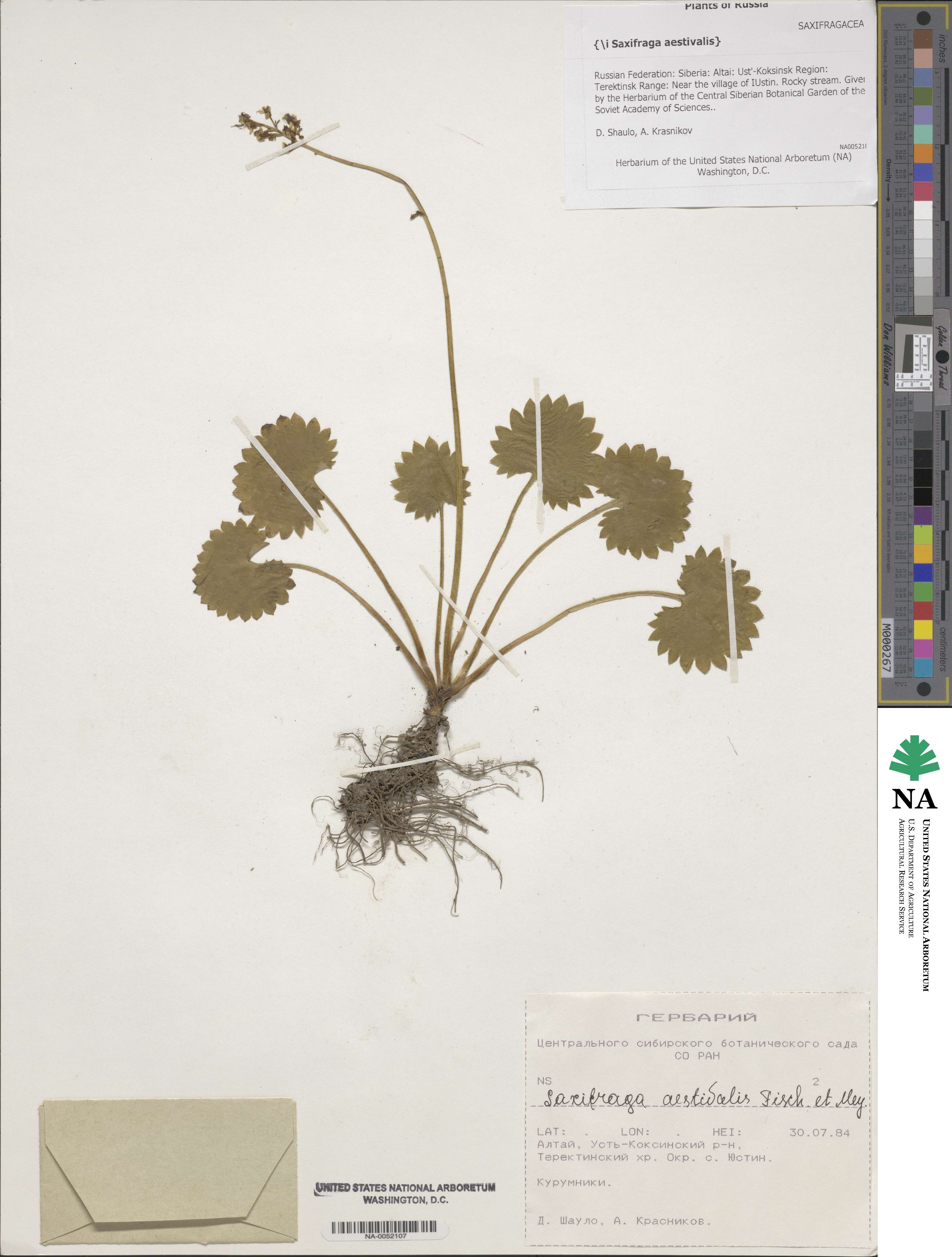 Micranthes nelsoniana subsp. aestivalis image