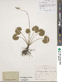 Micranthes nelsoniana subsp. aestivalis image