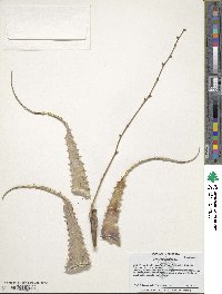 Deuterocohnia longipetala image