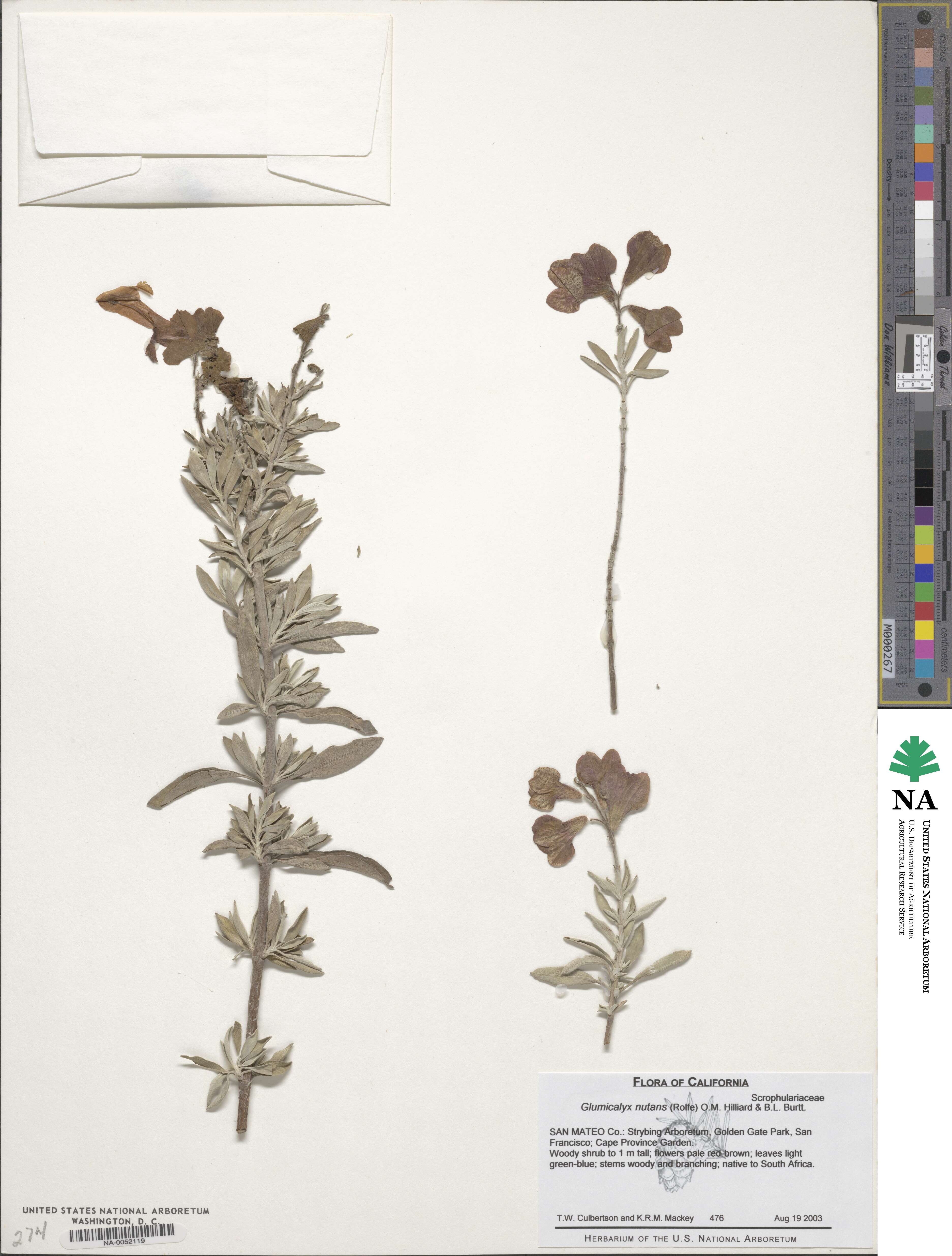 Glumicalyx nutans image