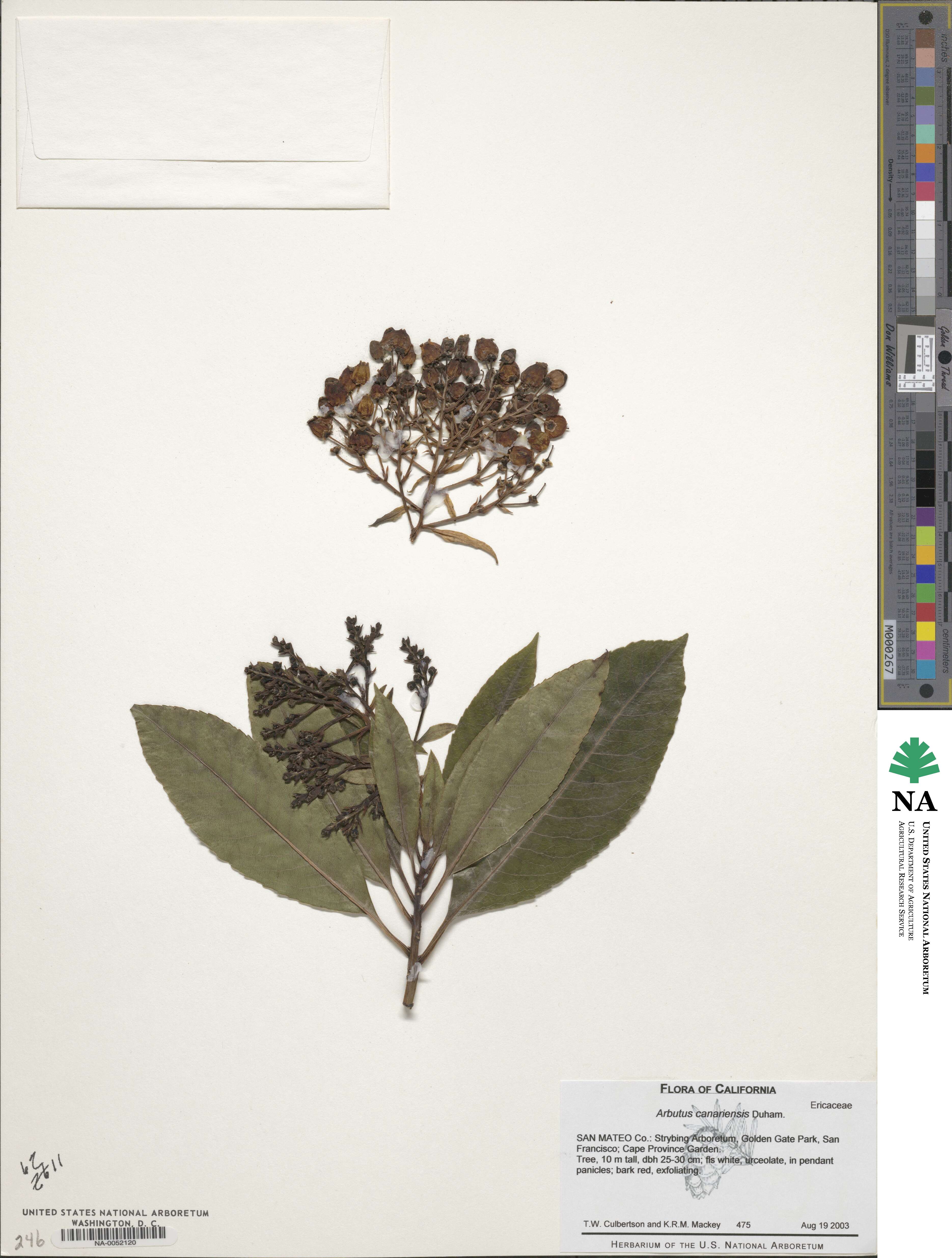 Arbutus canariensis image