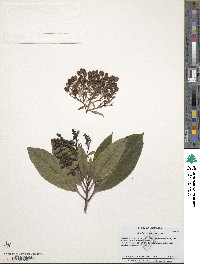 Image of Arbutus canariensis