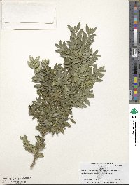 Buxus sempervirens image