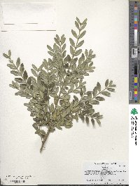 Buxus sempervirens image