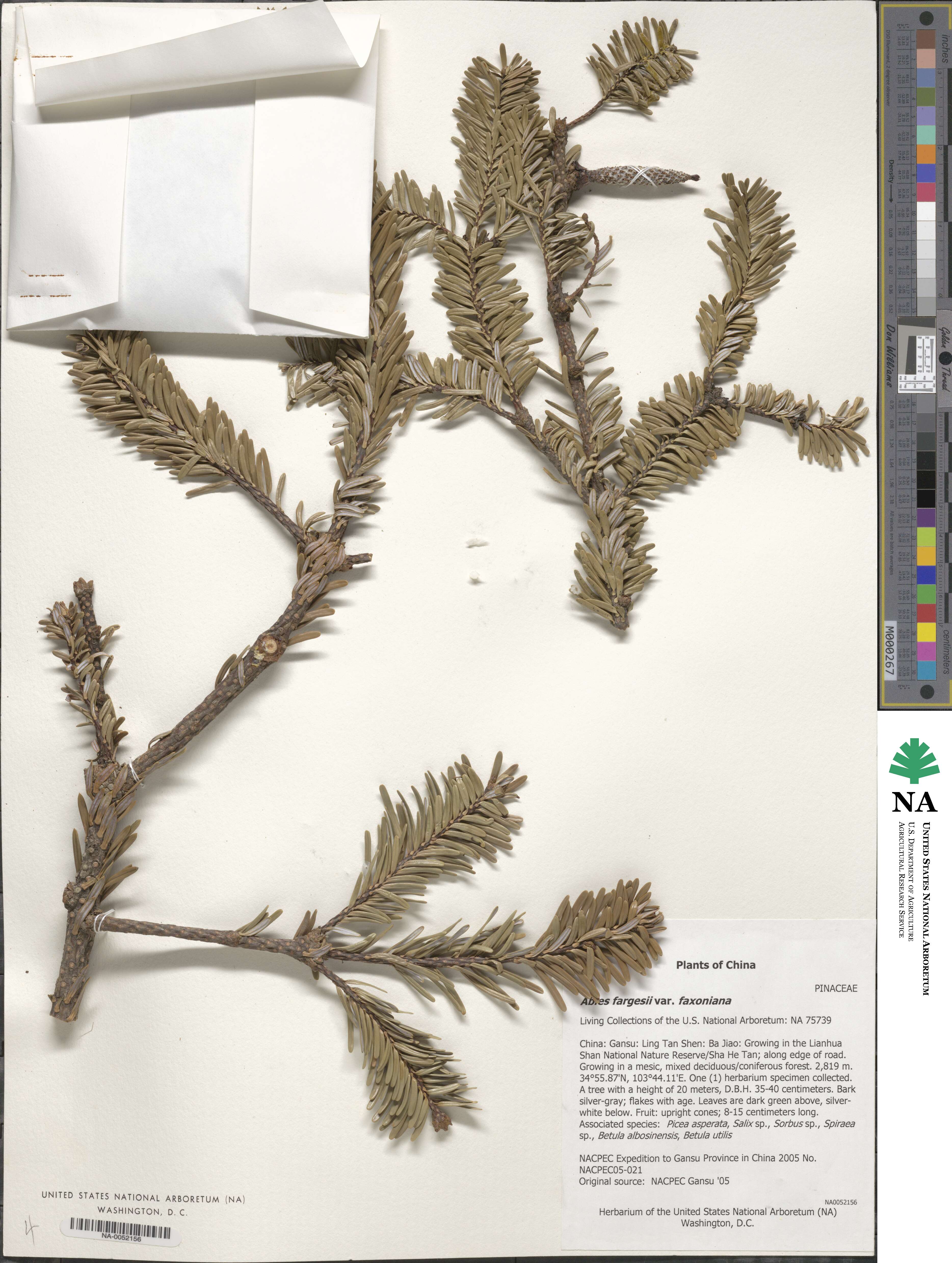 Abies fargesii image