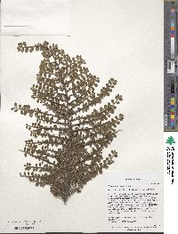 Cotoneaster adpressus image