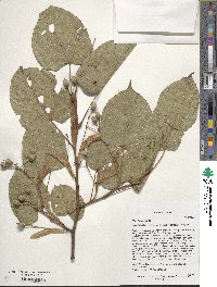 Tilia chinensis image